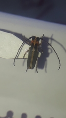 Essostrutha binotata