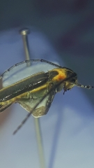 Essostrutha binotata