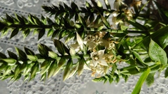 Coutoubea spicata