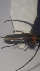 Essostrutha binotata