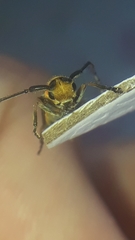 Essostrutha binotata