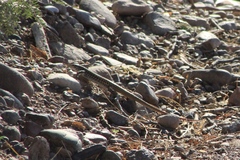 Aspidoscelis scalaris septemvittatus
