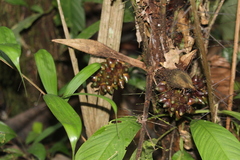 Astrocaryum sciophilum