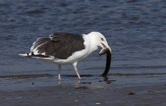 Larus marinus