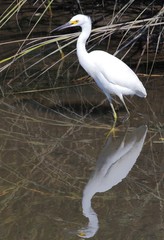 Egretta thula