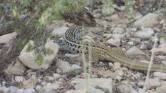 Aspidoscelis scalaris