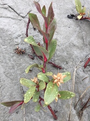 Salix setchelliana
