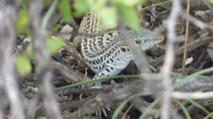 Aspidoscelis scalaris