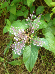 Plectranthus ecklonii