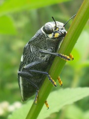 Lampetis tucumana