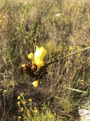 Bobartia macrospatha anceps