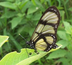 Methona confusa psamathe