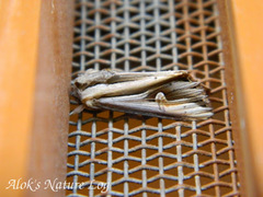 Actinotia intermediata