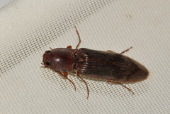Stenagostus rhombeus
