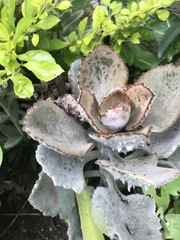 Crassulaceae