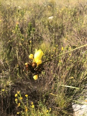 Bobartia macrospatha anceps