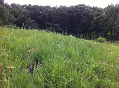 Anticlea elegans glauca