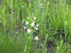 Anticlea elegans glauca