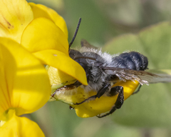 Megachile gemula