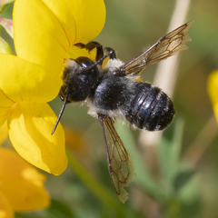 Megachile gemula