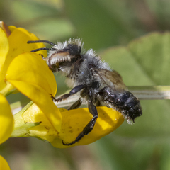 Megachile gemula