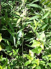 Anticlea elegans glauca