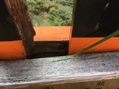 Scolopendra mutilans