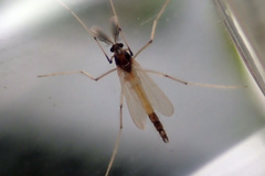 Microtendipes pedellus