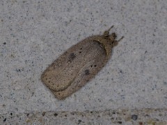 Agonopterix canadensis
