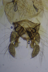 Microtendipes pedellus