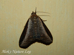 Lophoptera