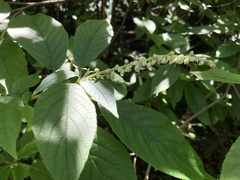 Clethra acuminata
