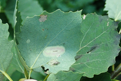 Phyllonorycter sagitella