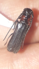 Phaea rufiventris