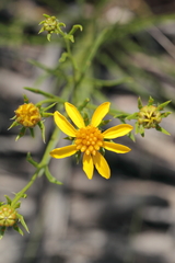 Dysodiopsis tagetoides