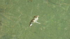 Apalone spinifera emoryi