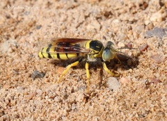 Bembix nubilipennis