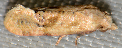 Platphalonidia felix