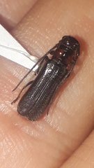 Phaea rufiventris