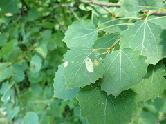 Phyllonorycter sagitella