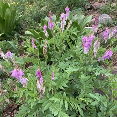 Hedysarum occidentale