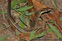 Burmese Bronzeback photo 4