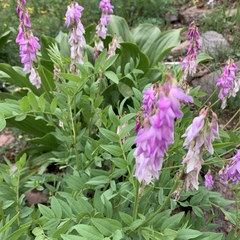 Hedysarum occidentale