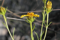 Dysodiopsis tagetoides