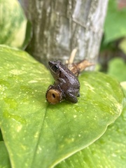 Eleutherodactylus planirostris