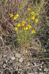Dysodiopsis tagetoides