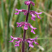 Stachys chamissonis - Photo (c) Don Loarie, μερικά δικαιώματα διατηρούνται (CC BY), uploaded by Don Loarie