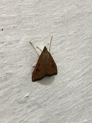 Udea ferrugalis