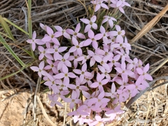 Houstonia rubra