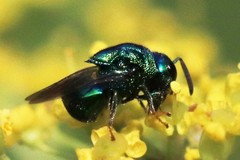 Perilampidae